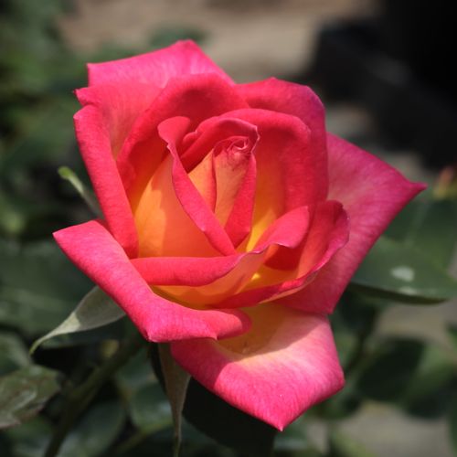 Rosa Colorama® - roșu - galben - Trandafir copac cu trunchi înalt - cu flori teahibrid - coroană dreaptă